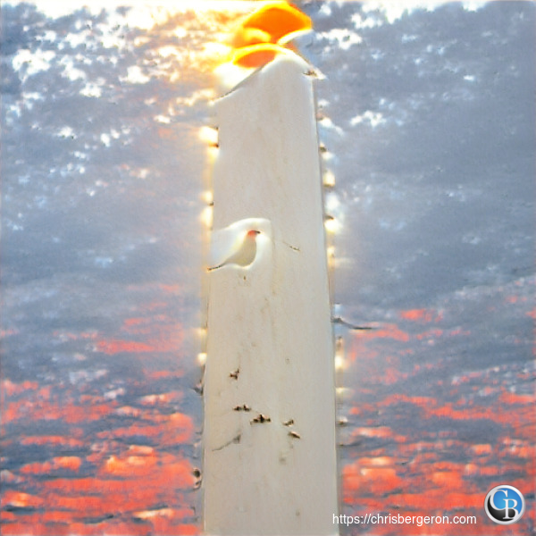 a white bird beach sunset a white bird beach sunset